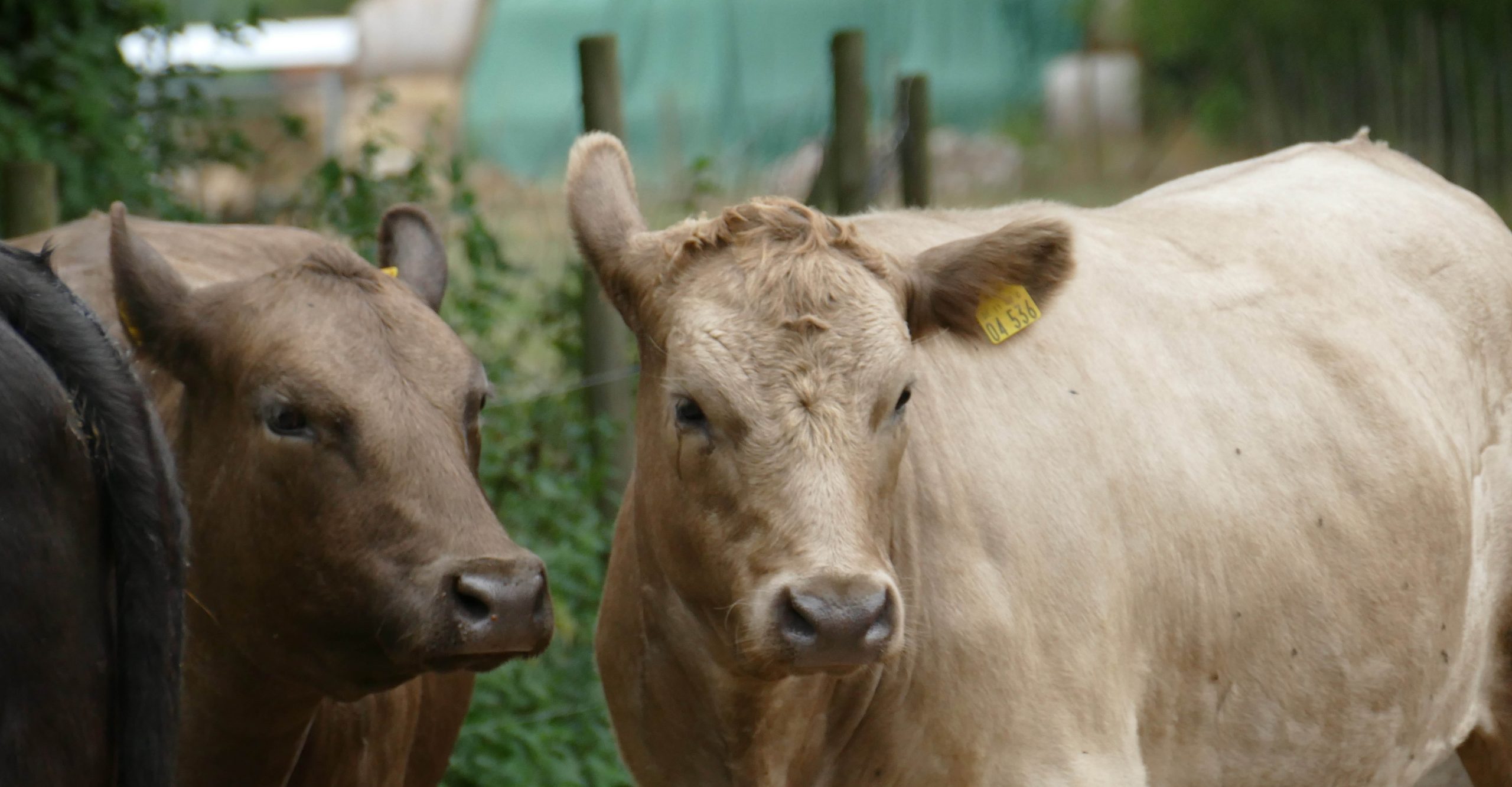 VierfelderHof_Berlin_JockelStiftung_Hungen_Kuehe