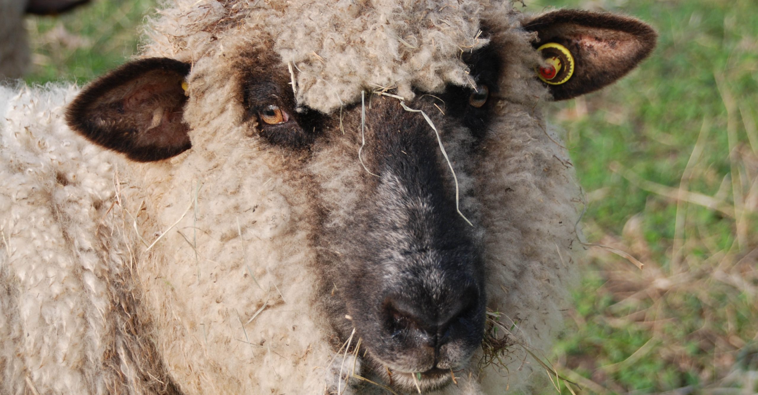 VierfelderHof_Berlin_JockelStiftung_Hungen_Schaf