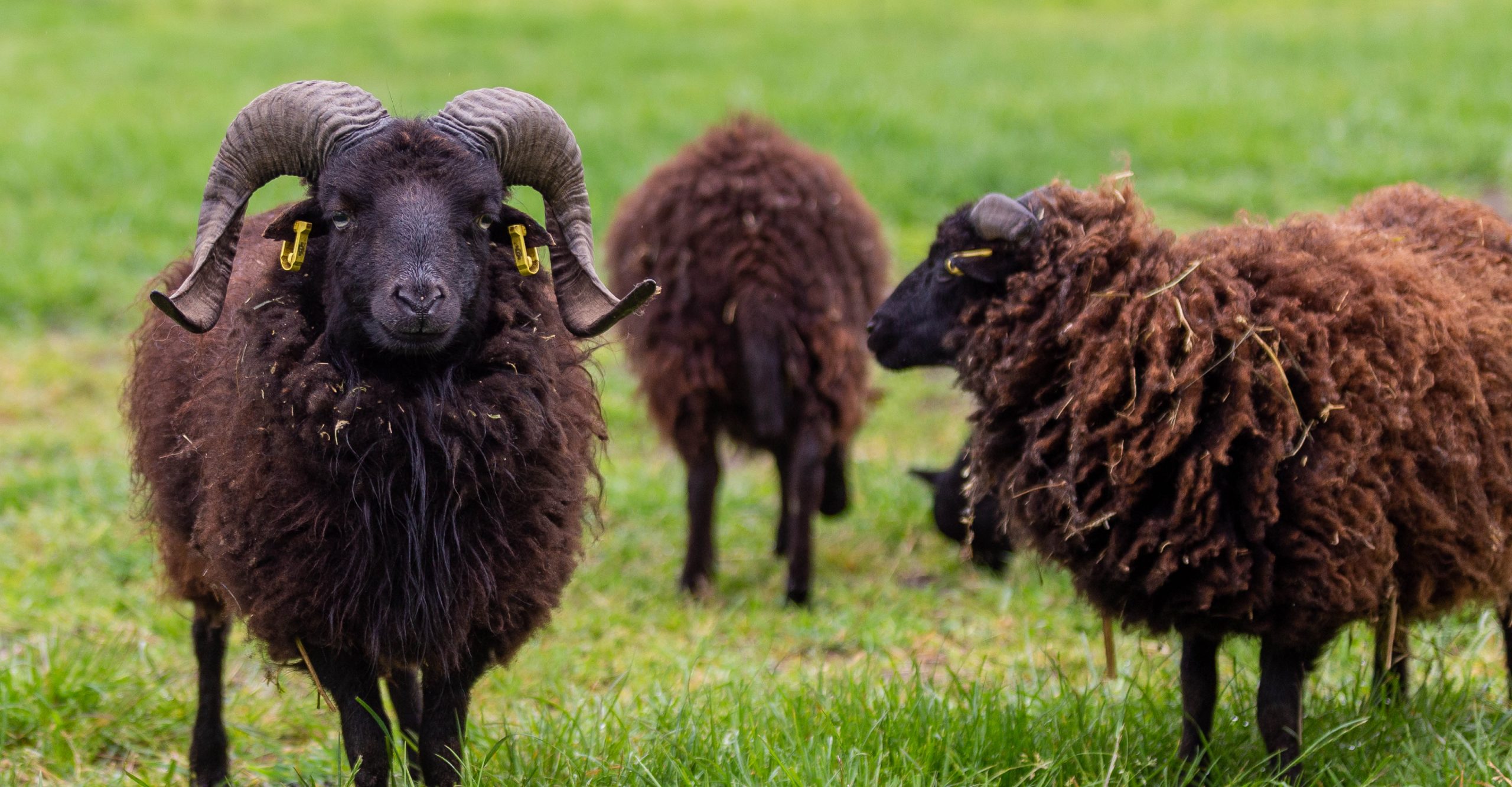 VierfelderHof_Berlin_JockelStiftung_Hungen_Schafe