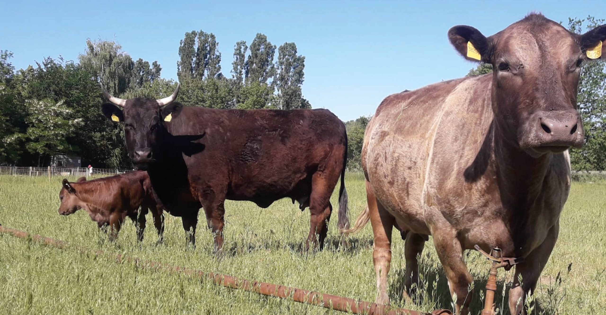 VierfelderHof_Berlin_JockelStiftung_Hungen_Kuehe